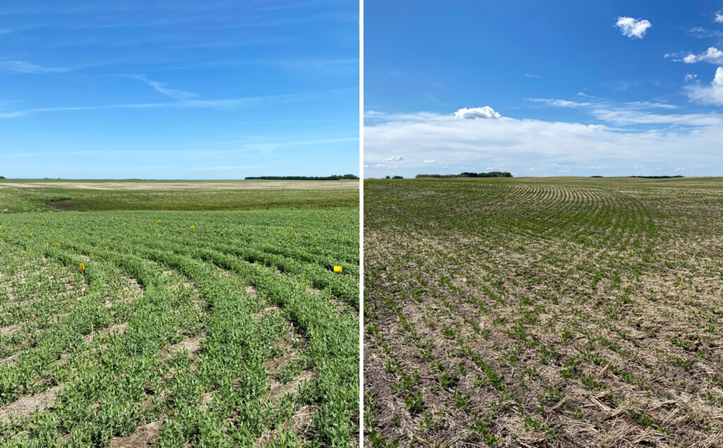 sectional control canola peas supplied cmpk 2